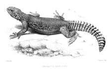 drawing of Uromastyx microlepis