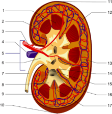 kidney