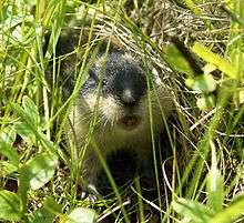 Lemmings Meaning In Urdu  Choohay Ki Manind Katarnay Wala Janwar